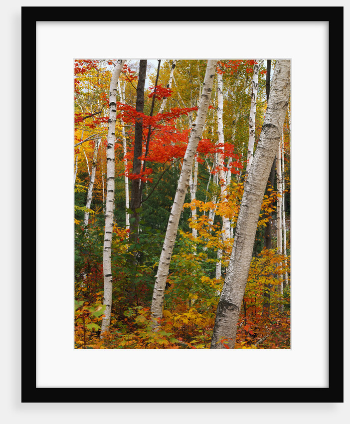 Birch and Maple Trees in Autumn by Anonymous