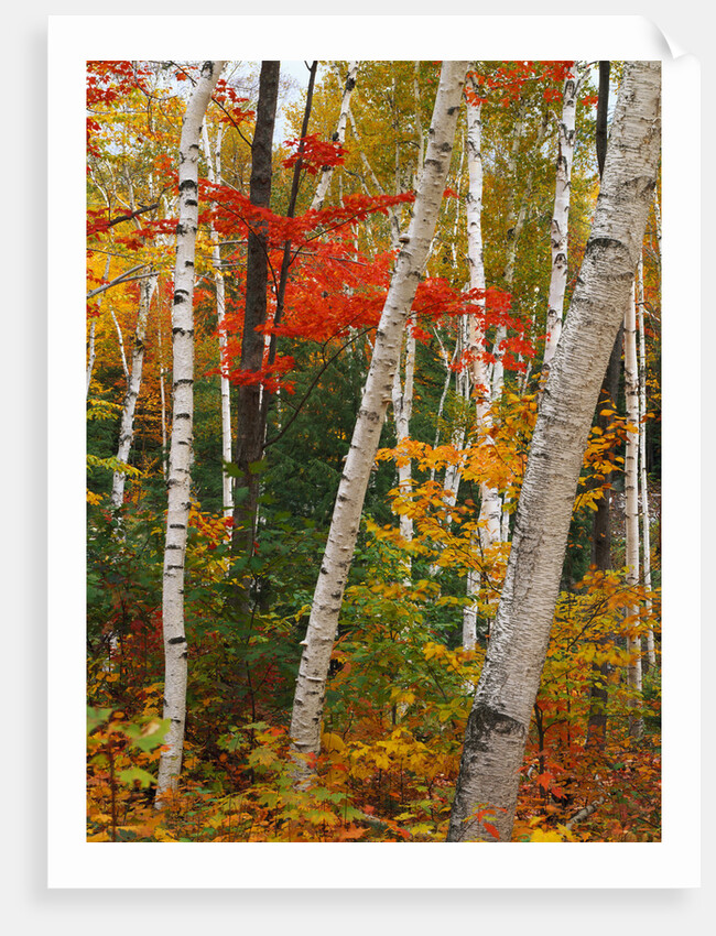 Birch and Maple Trees in Autumn by Anonymous