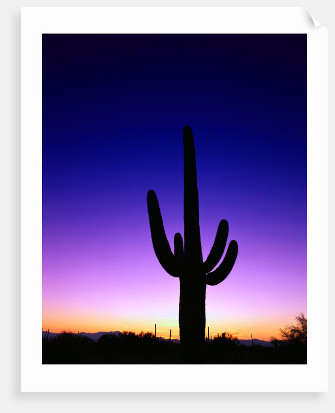 Saguaro at Twilight by Anonymous