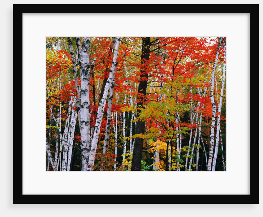 Birch and Maple Trees in Autumn by Anonymous