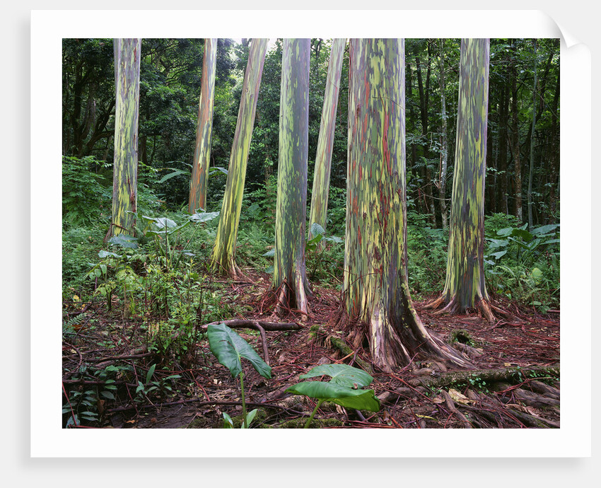 Mindanao Gums by Anonymous