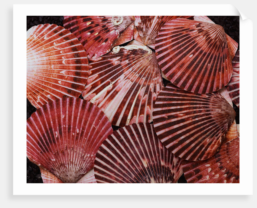 Scallop Shells by Anonymous