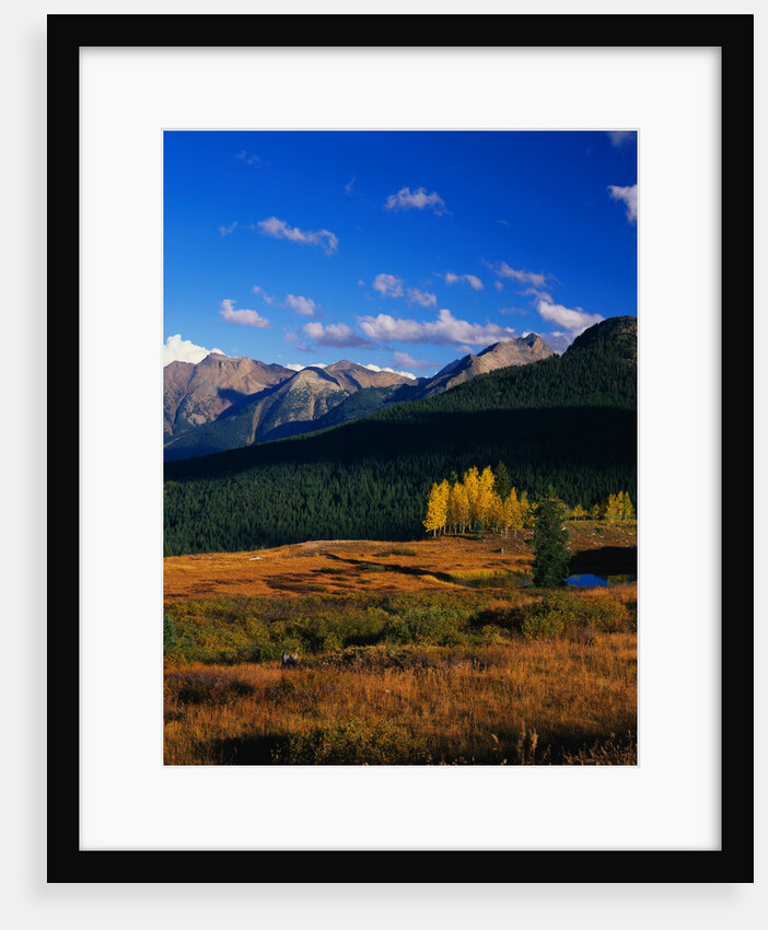 Meadow near Molas Divide by Anonymous