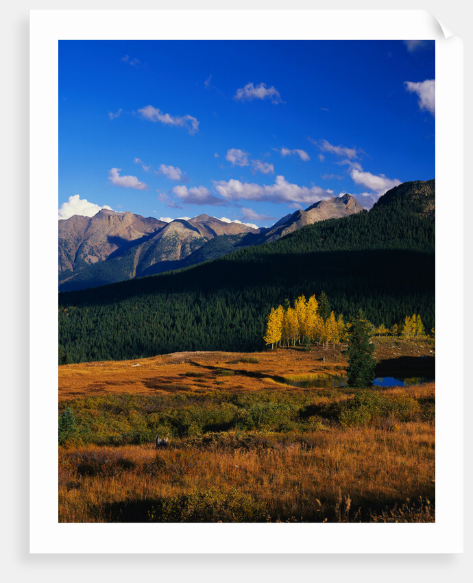 Meadow near Molas Divide by Anonymous