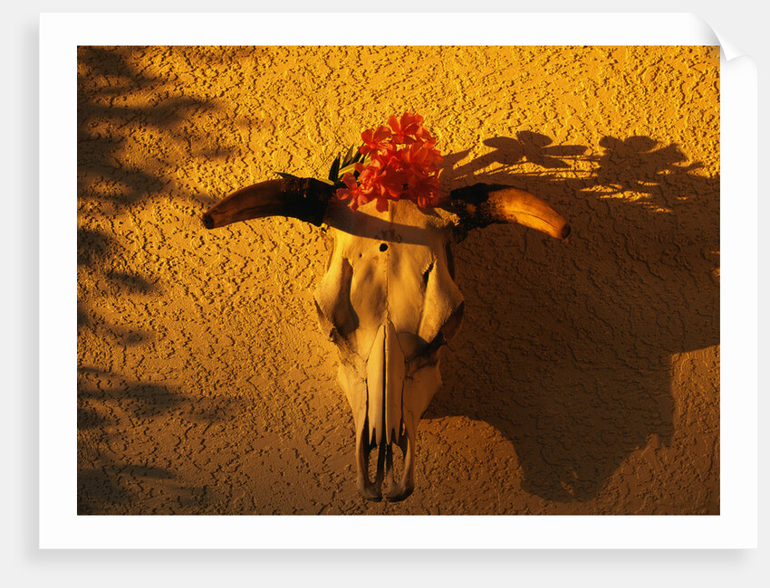 Flowers on a Cattle Skull by Anonymous