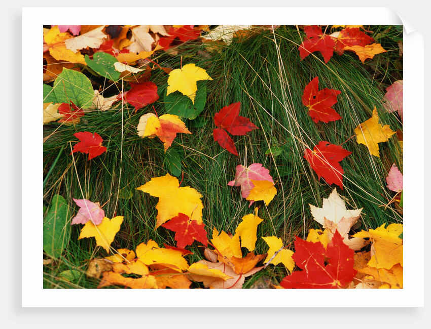 Maple Leaves and Grass by Anonymous
