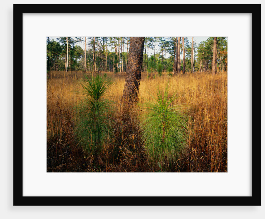 Pine Trees in Tall Grass by Anonymous