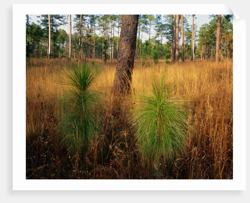 Pine Trees in Tall Grass by Anonymous