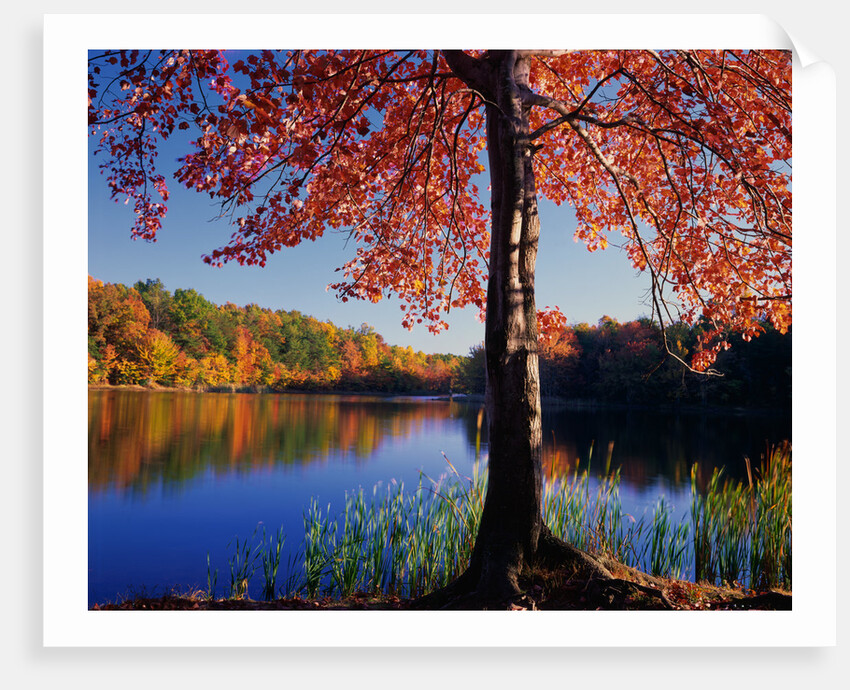 Red Maple on Lookout Lake by Anonymous