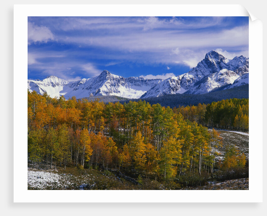 Golden Aspens and Mount Sneffels by Anonymous