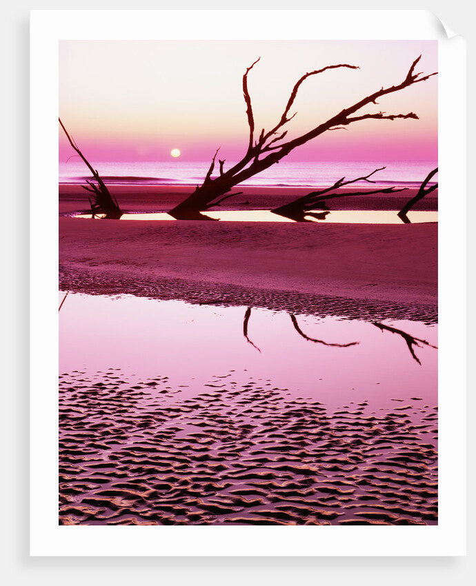 Boneyard Beach on Wassaw Island by Anonymous