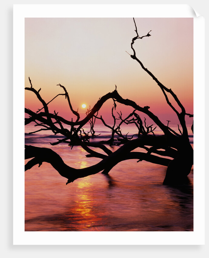 Boneyard Beach on Wassaw Island by Anonymous