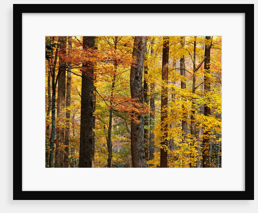 Hardwood Forest in Autumn by Anonymous