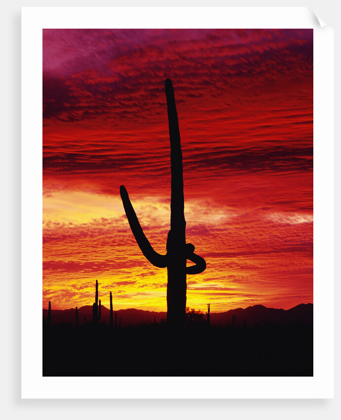 Saguaro Cactus Silhouetted at Sunset by Anonymous