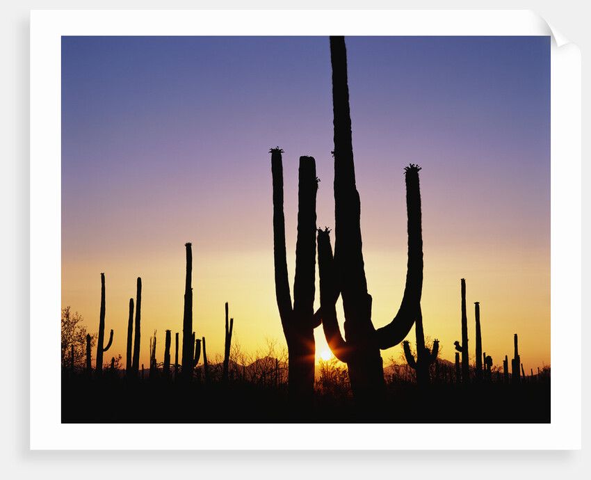 Silhouettes of Saguaro Cacti at Sunset by Anonymous