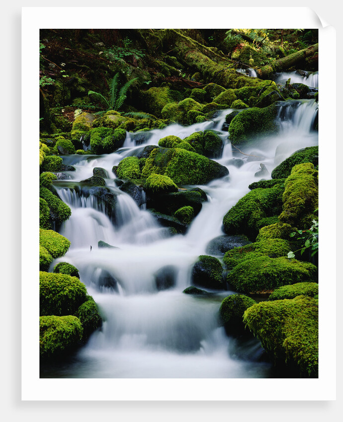 Moss-Covered Boulders at Sol Duc Falls by Anonymous