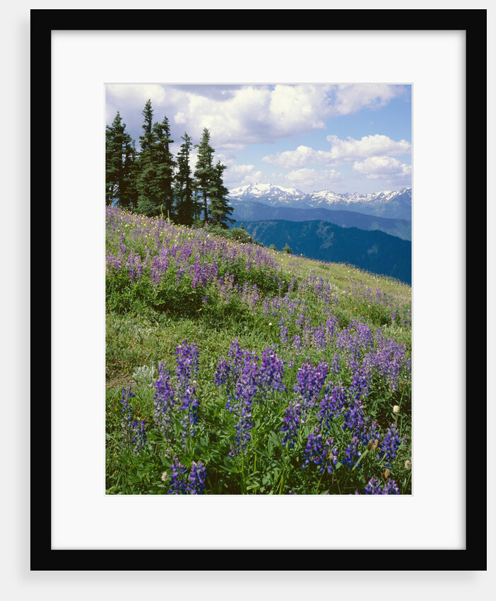 Meadow of Lupine Wildflowers by Anonymous
