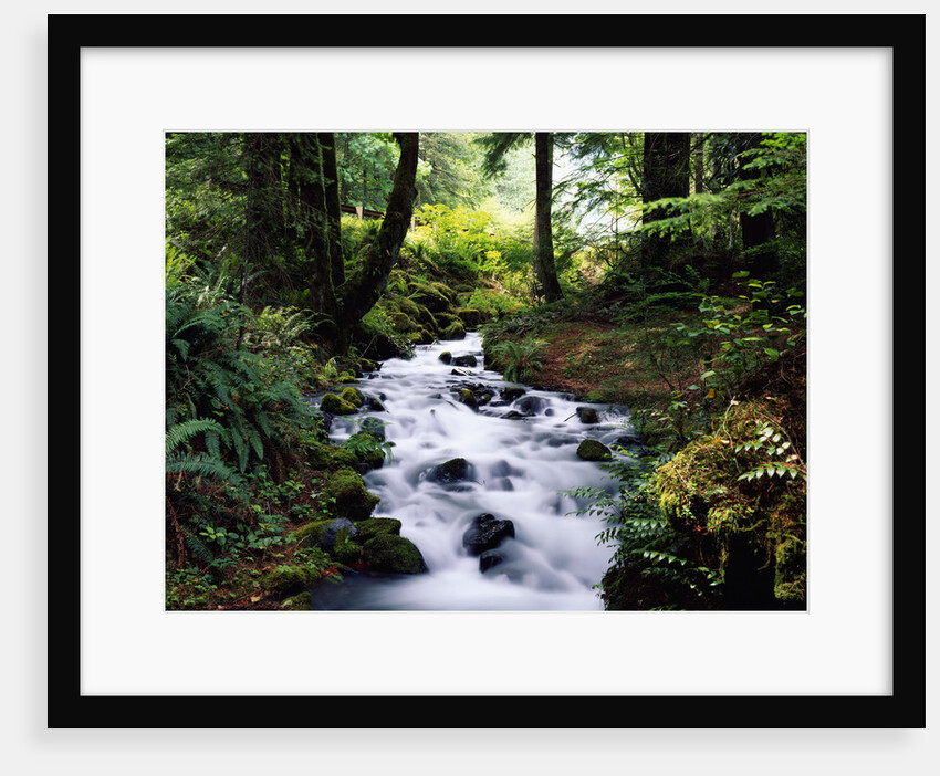 Olympic National Park Stream by Anonymous