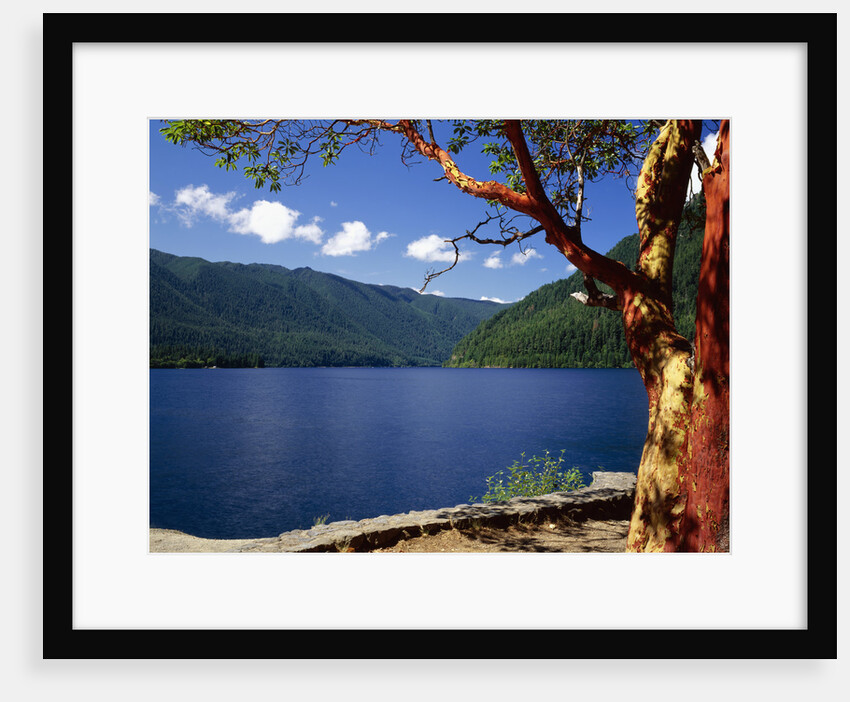 Pacific Madrone by Lake Crescent