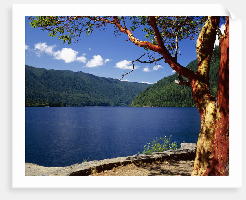 Pacific Madrone by Lake Crescent