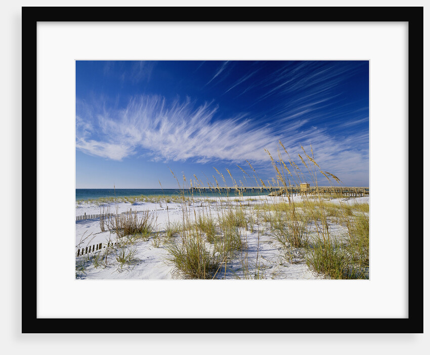 Sea Oats and White Sand Dunes by Anonymous