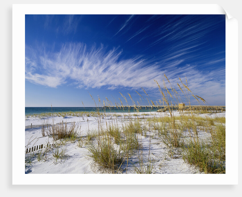 Sea Oats and White Sand Dunes by Anonymous