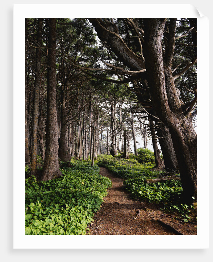 Spruce Trail at Kalaloch Beach by Anonymous