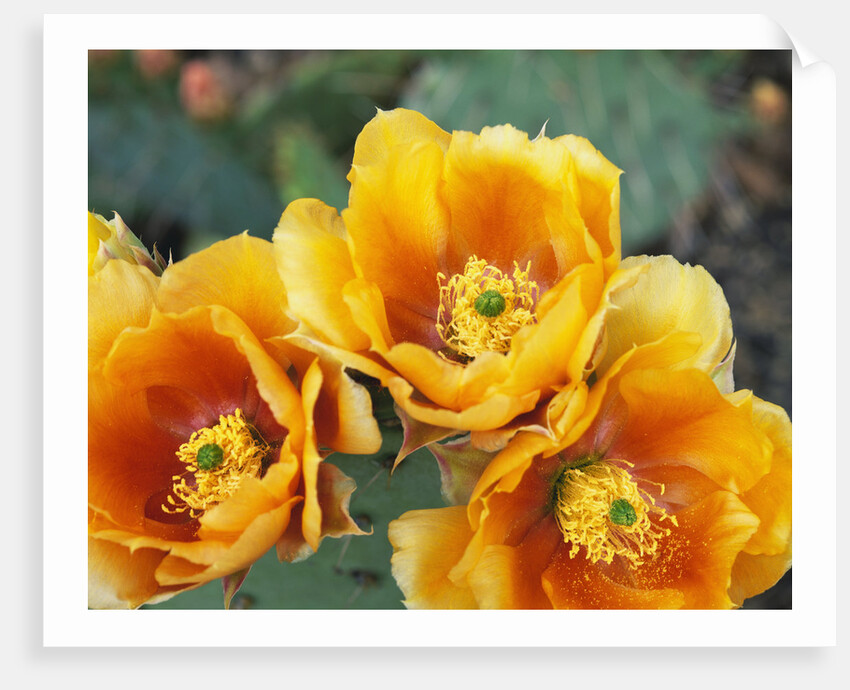 Prickly Pear Cactus Blossoms by Anonymous