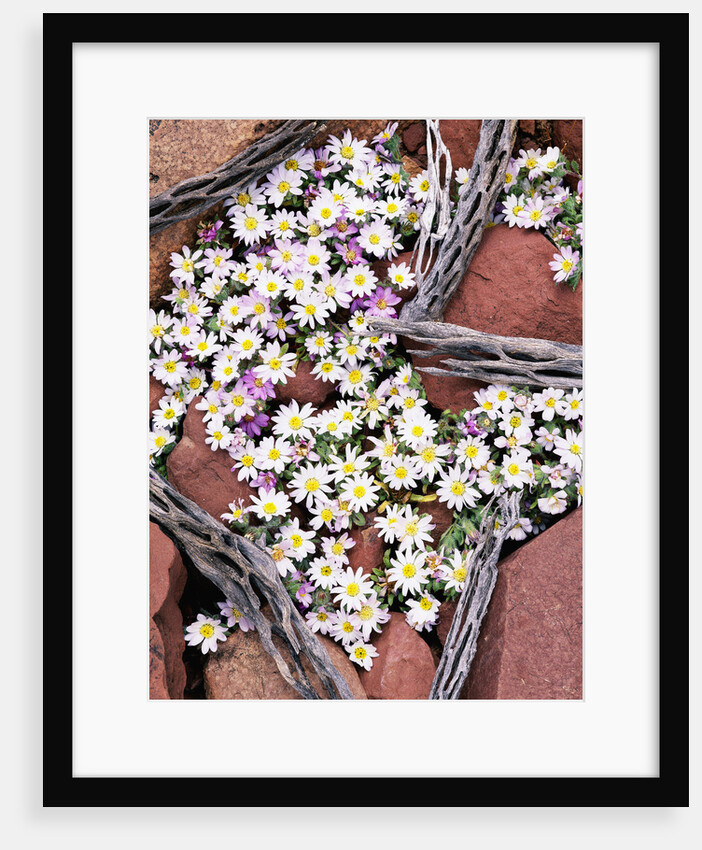 Blooming Desert Stars by Anonymous