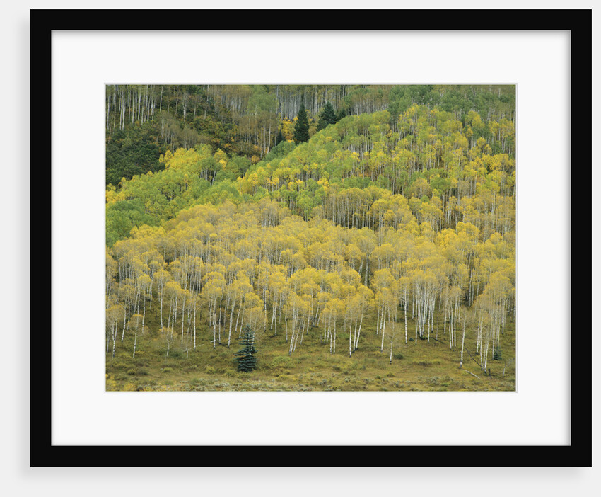 Aspens in Castle Creek Valley by Anonymous