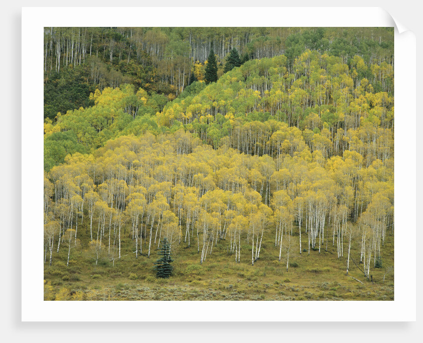Aspens in Castle Creek Valley by Anonymous