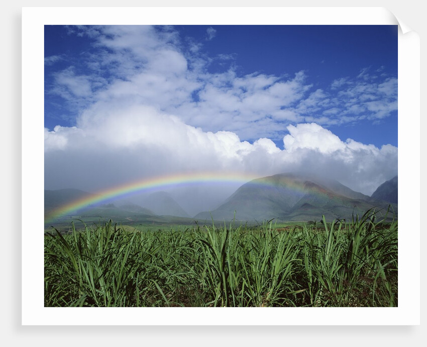 Rainbow Above Sugar Cane Field on Maui by Anonymous