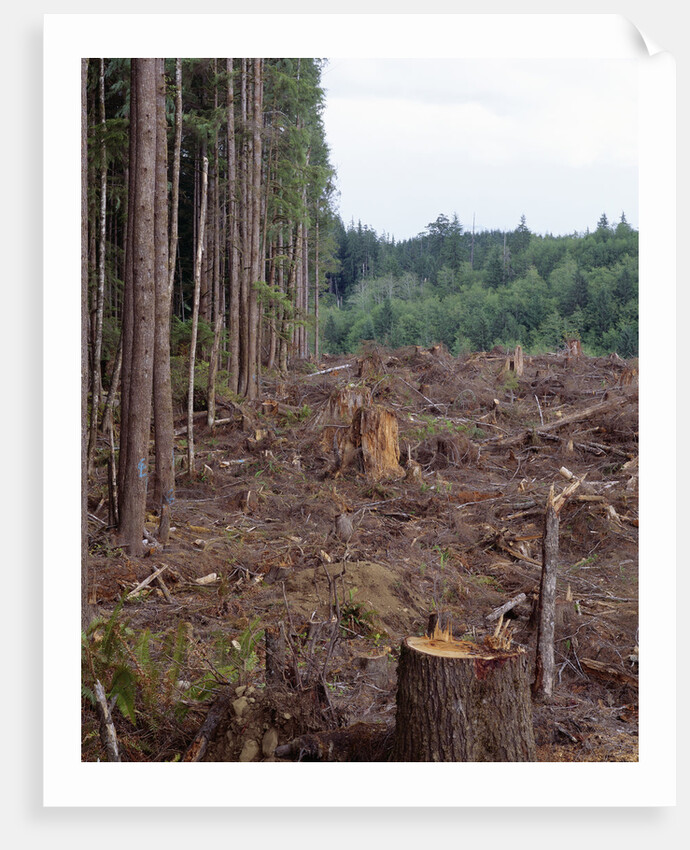 Clearcut in Olympic National Forest by Anonymous