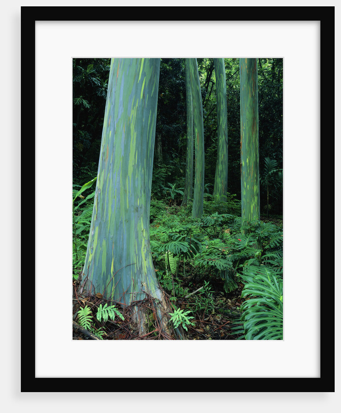 Rainbow Eucalyptus (Mindanao Gum) Trees by Anonymous