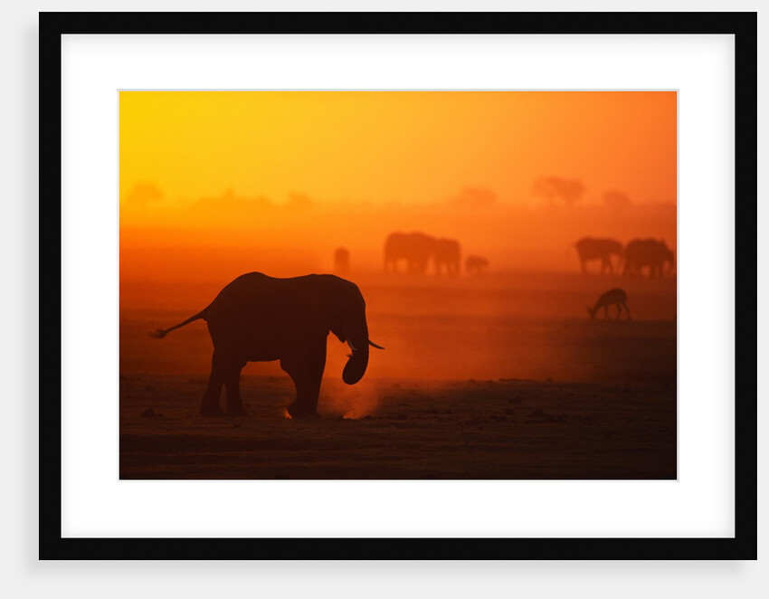 Elephant Herd Silhouetted Against Orange Sky by Anonymous