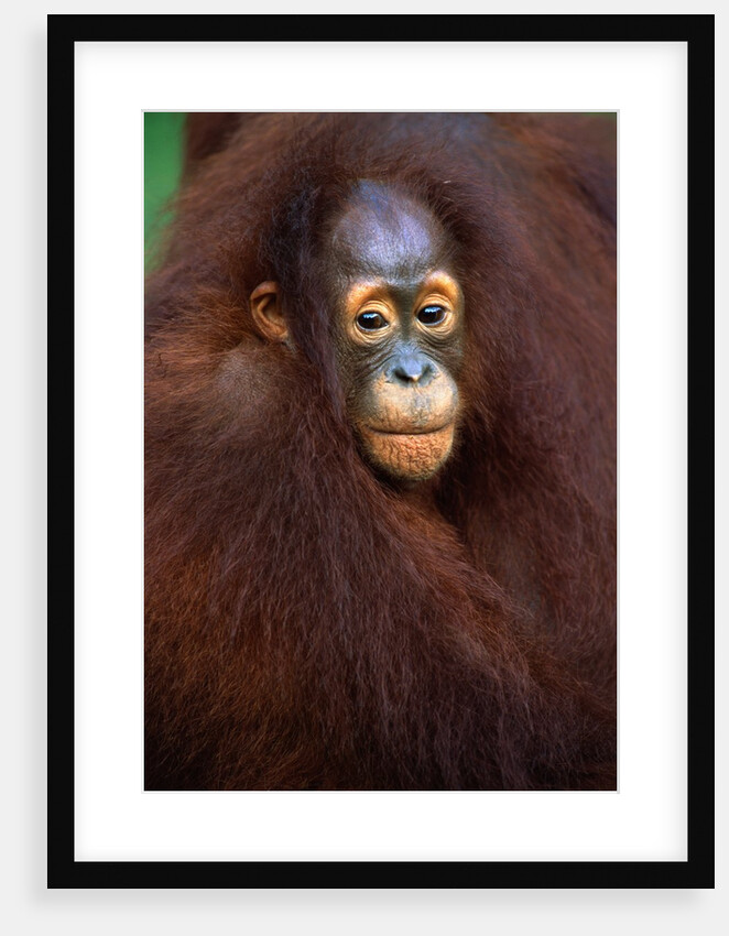 Young Orangutan in Mother's Arm by Anonymous