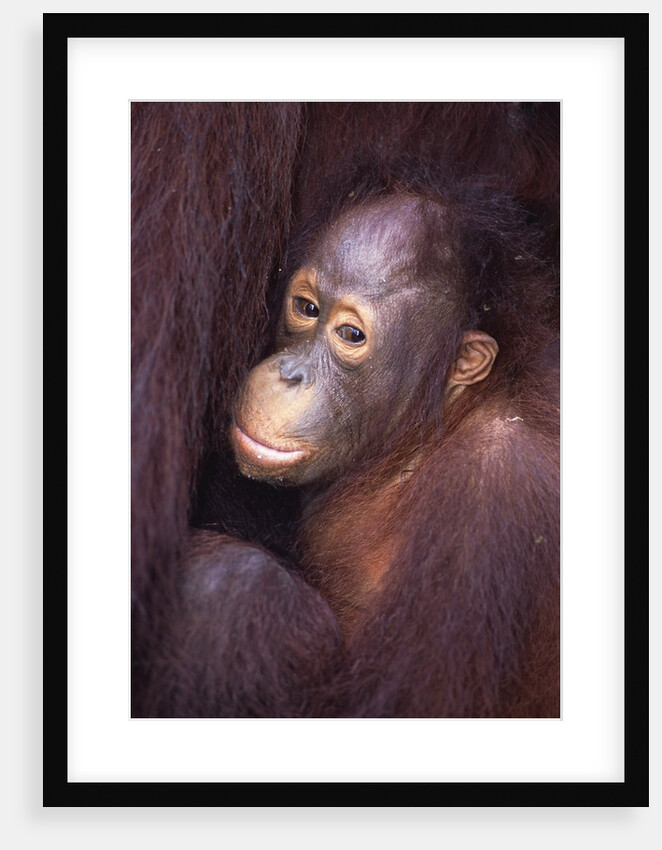 Baby Orangutan by Anonymous