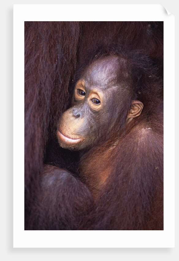 Baby Orangutan by Anonymous