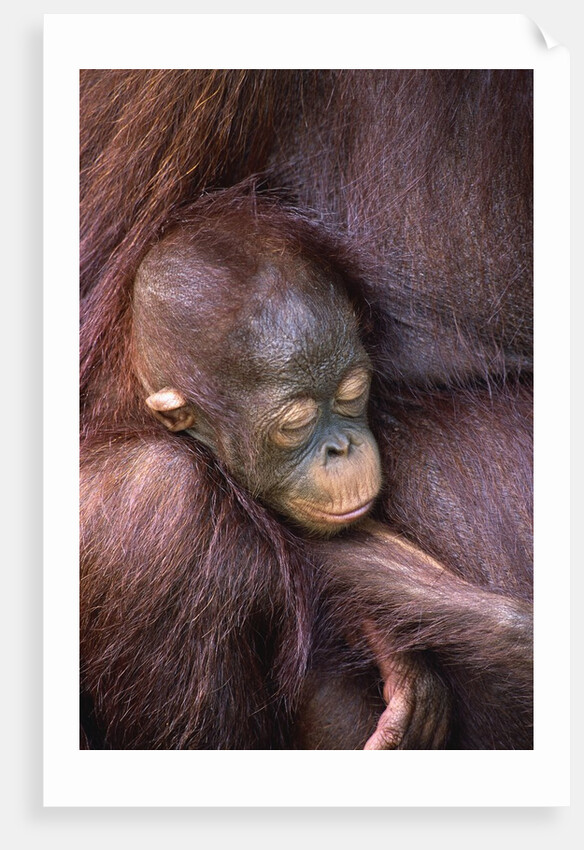 Orangutan Baby Sleeping by Anonymous