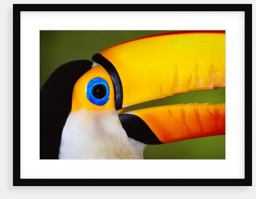 Head and Beak of a Toco Toucan by Anonymous