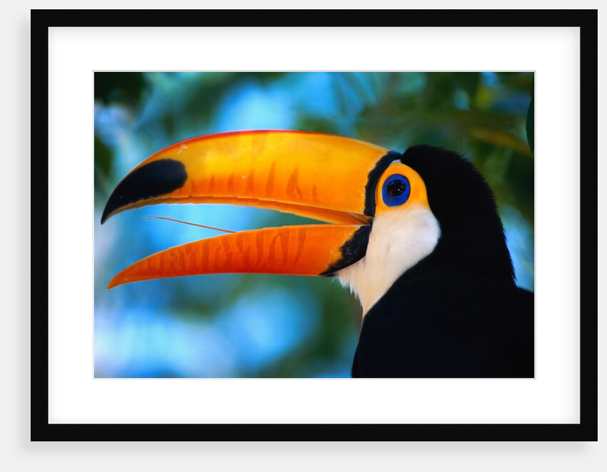 Toco Toucan by Anonymous