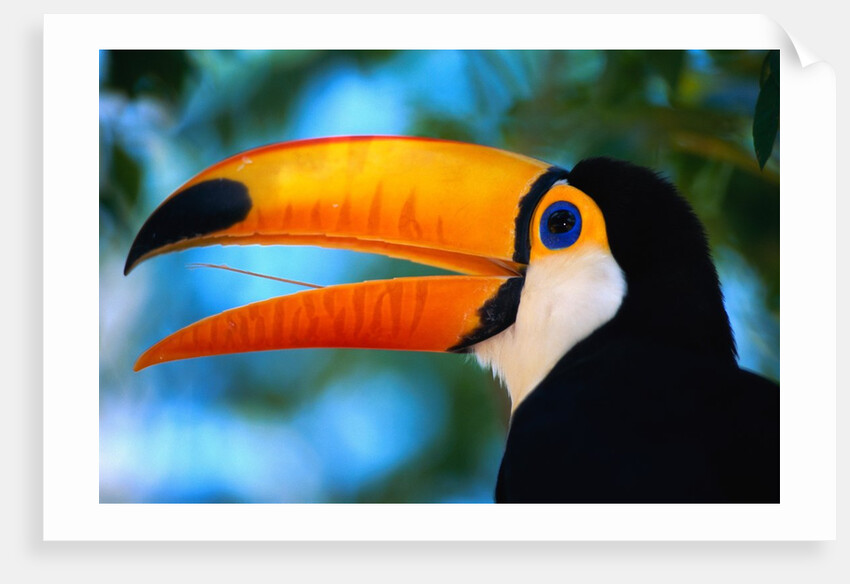 Toco Toucan by Anonymous
