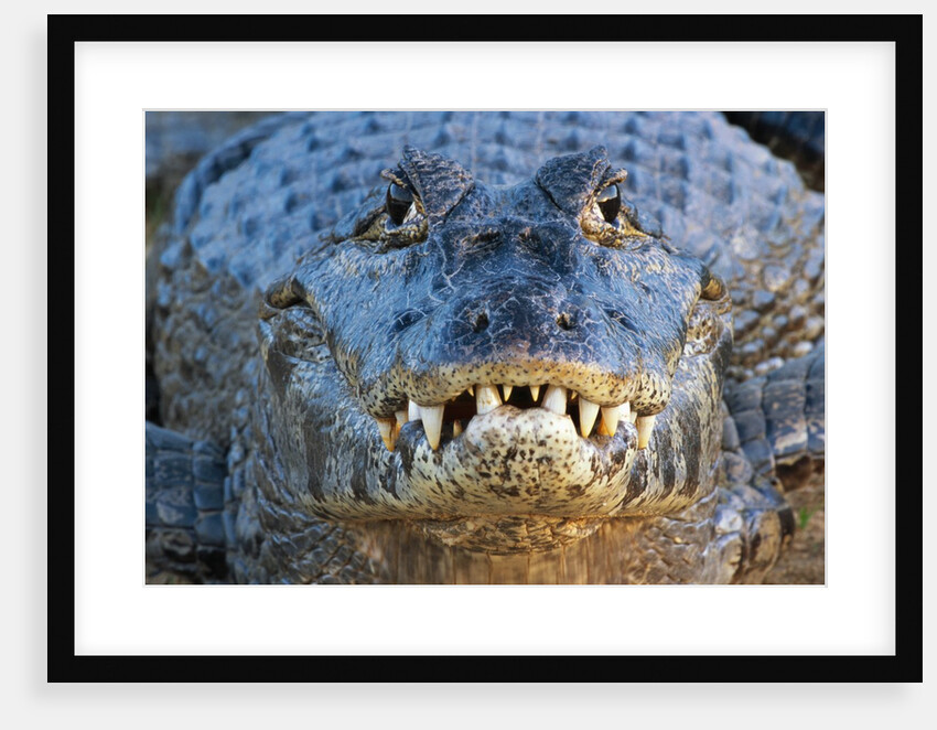 Adult Spectacled Caiman in Brazil by Anonymous