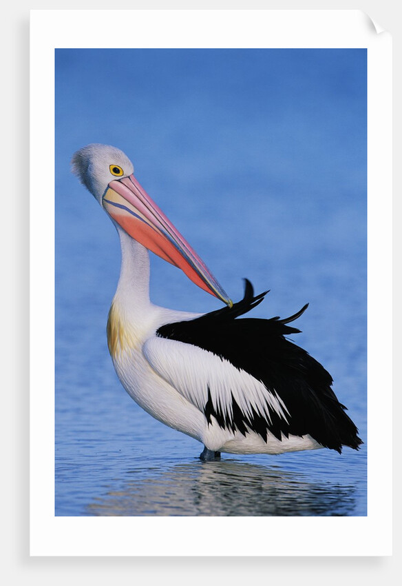 Australian Pelican Grooming by Anonymous