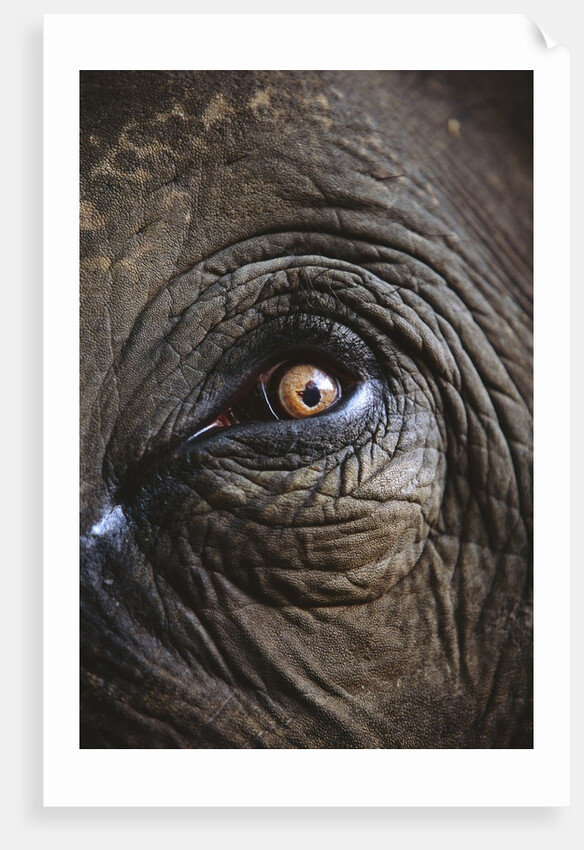 Indian Elephant's Eye by Anonymous