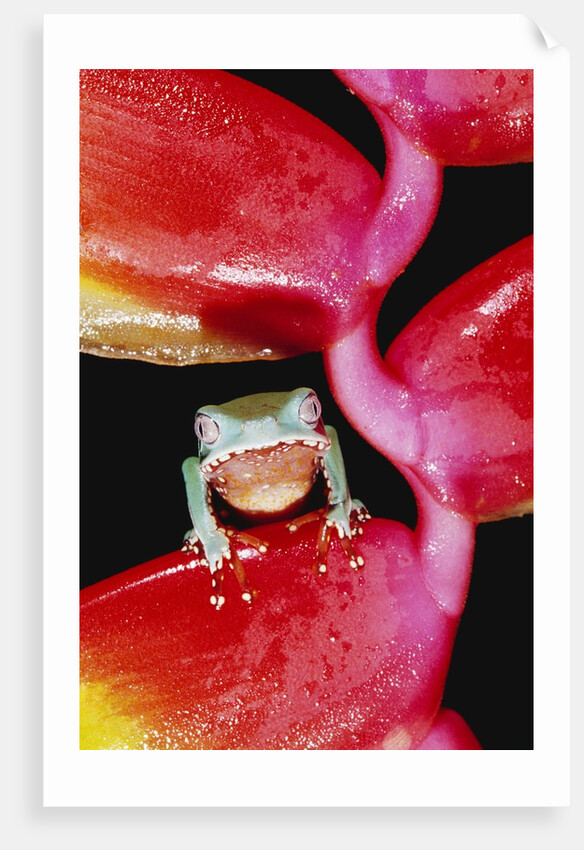 Two-colored Tree Frog on Lobster Claw Heliconia by Anonymous