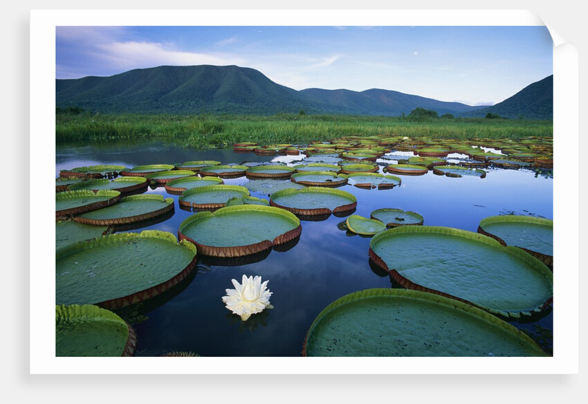 Royal Water-Lilies in the Pantanal by Anonymous