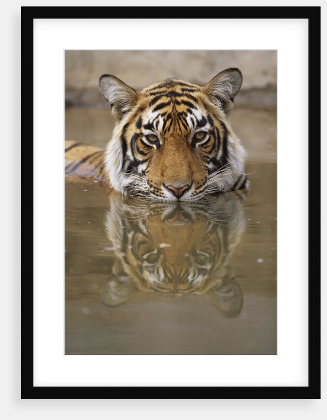 Young Tiger in Water by Anonymous