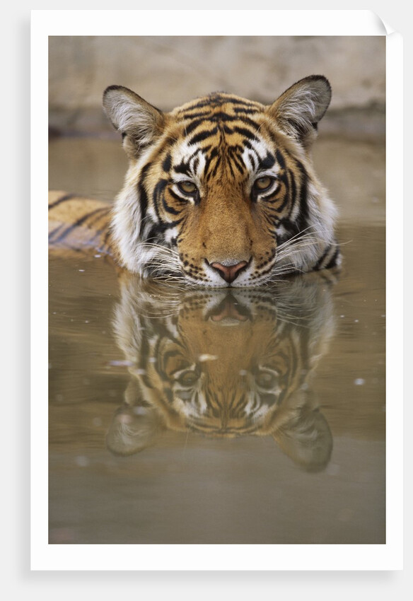 Young Tiger in Water by Anonymous