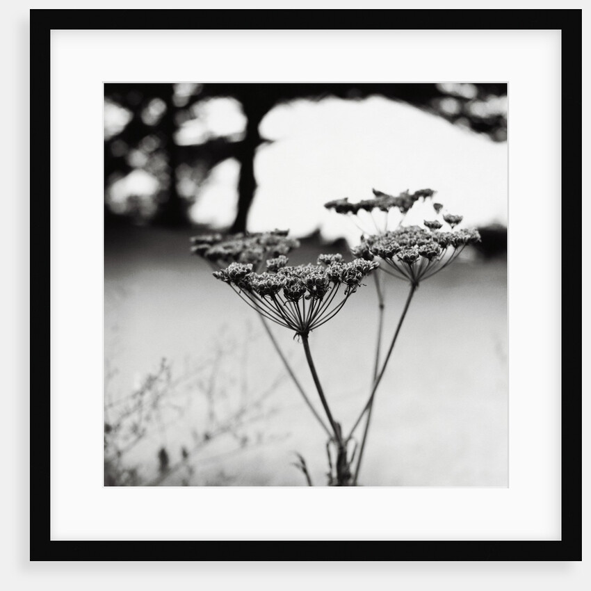 Queen Anne's Lace Flower by Anonymous